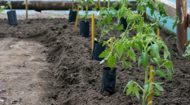 Grow Giant Beefsteak Tomatoes: Planting, Care, and Harvest Tips