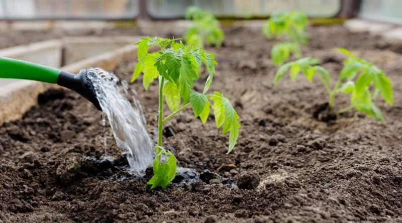 Grow Giant Beefsteak Tomatoes: Planting, Care, and Harvest Tips