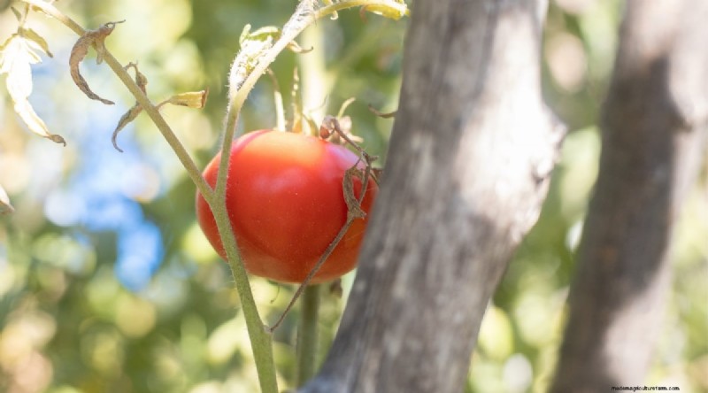 Grow Giant Beefsteak Tomatoes: Planting, Care, and Harvest Tips