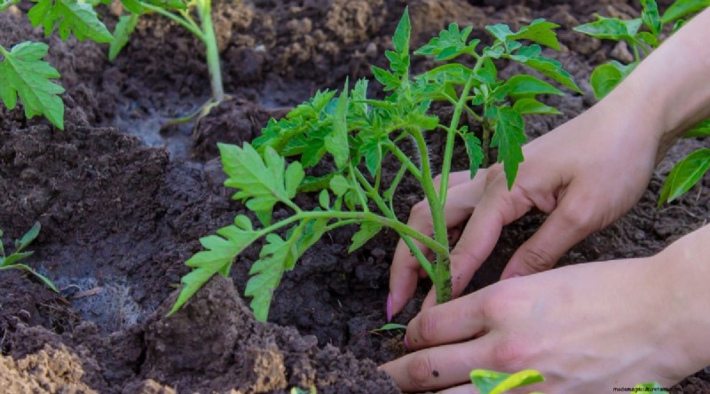 Grow Giant Beefsteak Tomatoes: Planting, Care, and Harvest Tips