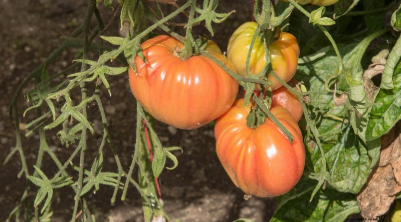 Grow Giant Beefsteak Tomatoes: Planting, Care, and Harvest Tips