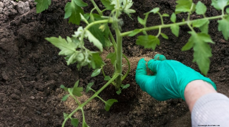 Grow Giant Beefsteak Tomatoes: Planting, Care, and Harvest Tips