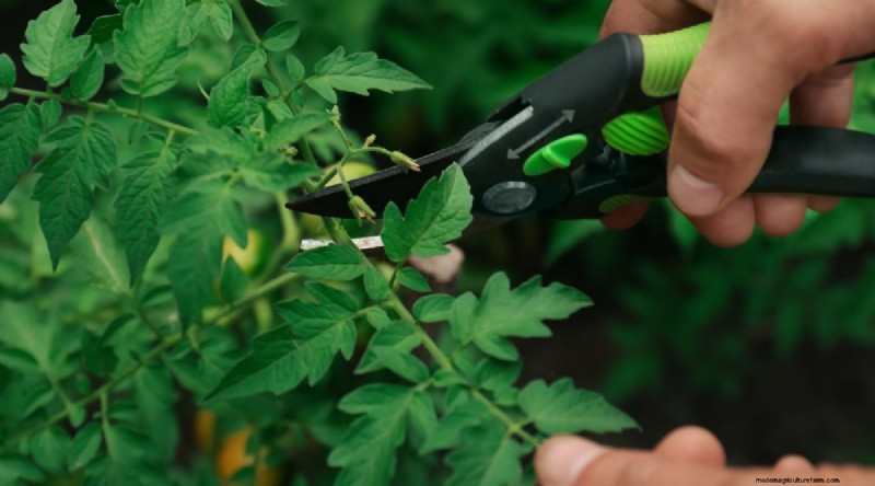 Grow Giant Beefsteak Tomatoes: Planting, Care, and Harvest Tips