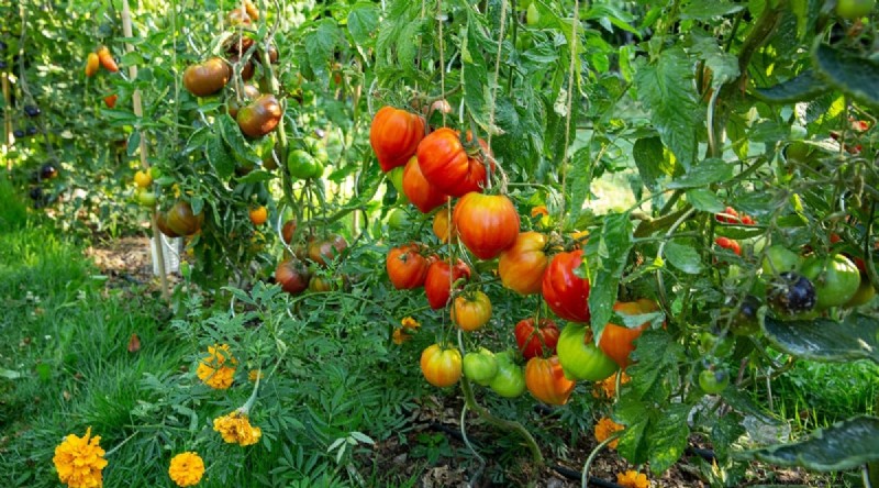 Grow Giant Beefsteak Tomatoes: Planting, Care, and Harvest Tips