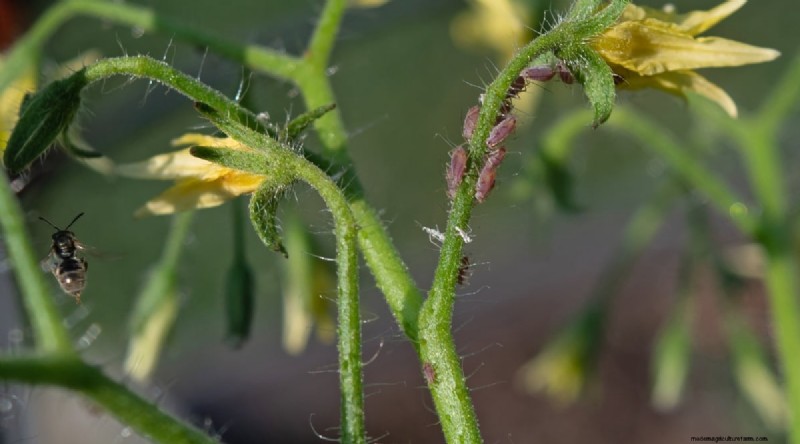 Grow Giant Beefsteak Tomatoes: Planting, Care, and Harvest Tips