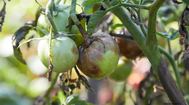 Grow Giant Beefsteak Tomatoes: Planting, Care, and Harvest Tips