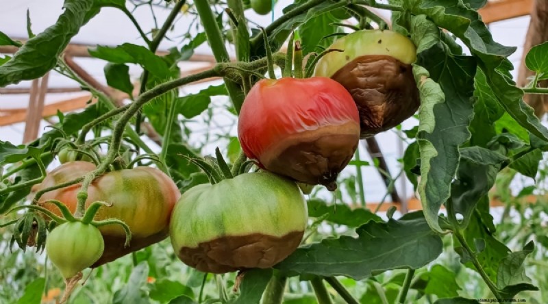 Grow Giant Beefsteak Tomatoes: Planting, Care, and Harvest Tips
