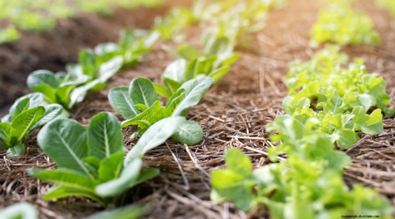 Planting August: 21 Proven Crops for a Bountiful Fall Harvest