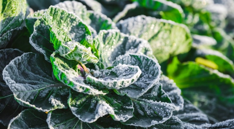 Planting August: 21 Proven Crops for a Bountiful Fall Harvest