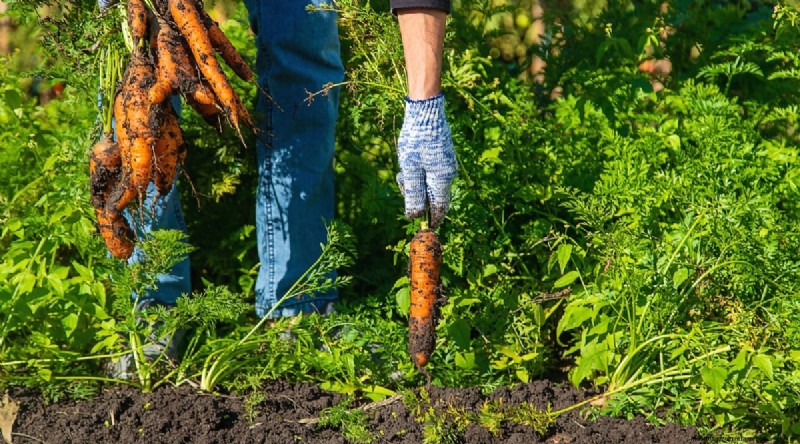 Planting August: 21 Proven Crops for a Bountiful Fall Harvest