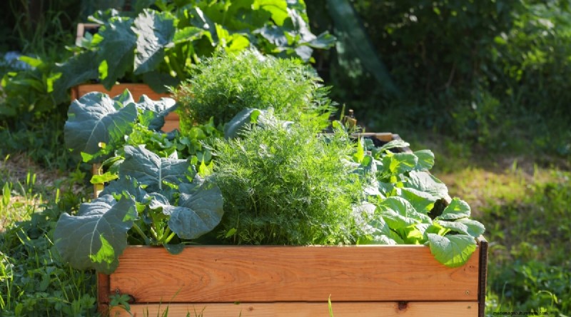 Planting August: 21 Proven Crops for a Bountiful Fall Harvest