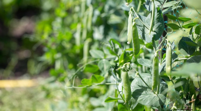 Planting August: 21 Proven Crops for a Bountiful Fall Harvest
