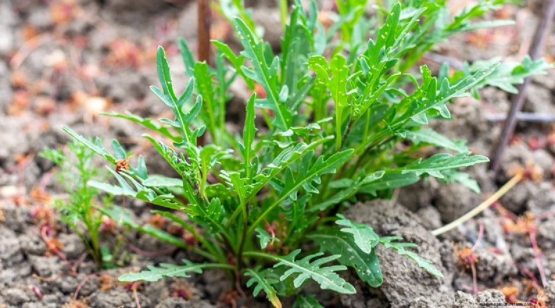 Planting August: 21 Proven Crops for a Bountiful Fall Harvest