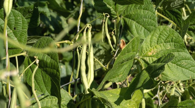 Planting August: 21 Proven Crops for a Bountiful Fall Harvest