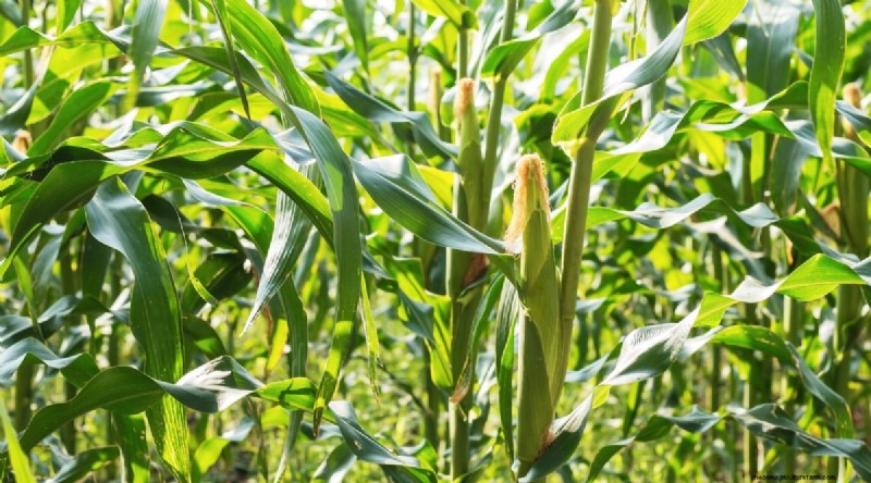 Planting August: 21 Proven Crops for a Bountiful Fall Harvest