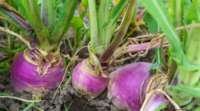 Planting August: 21 Proven Crops for a Bountiful Fall Harvest