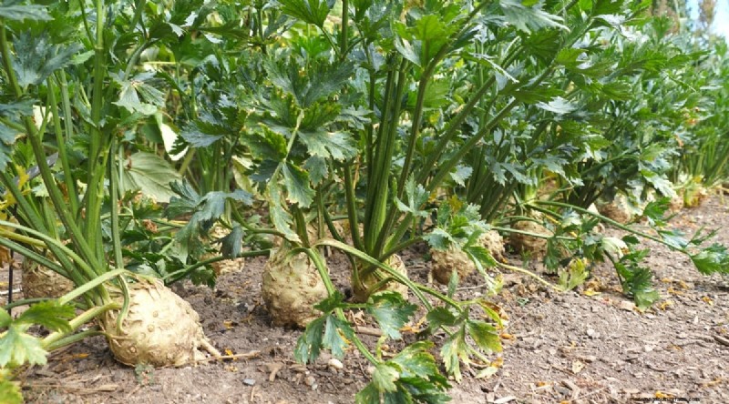 Planting August: 21 Proven Crops for a Bountiful Fall Harvest