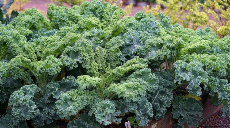Planting August: 21 Proven Crops for a Bountiful Fall Harvest