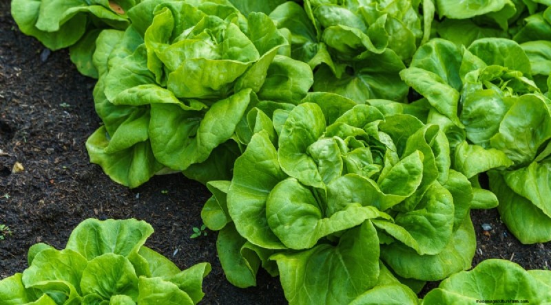 Planting August: 21 Proven Crops for a Bountiful Fall Harvest