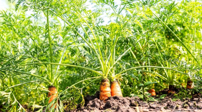 Planting August: 21 Proven Crops for a Bountiful Fall Harvest
