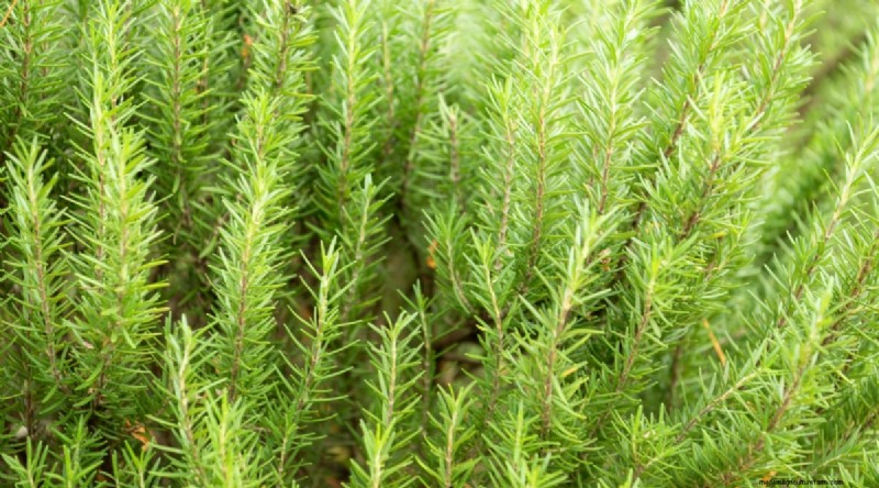 Planting August: 21 Proven Crops for a Bountiful Fall Harvest
