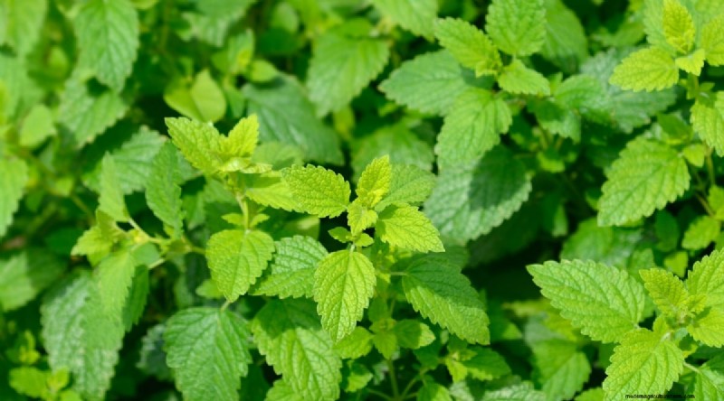 Planting August: 21 Proven Crops for a Bountiful Fall Harvest