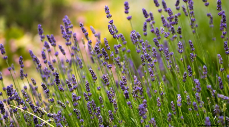Planting August: 21 Proven Crops for a Bountiful Fall Harvest