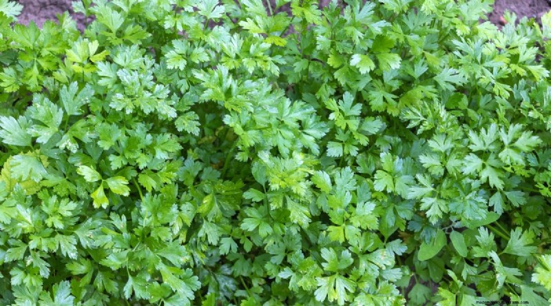Planting August: 21 Proven Crops for a Bountiful Fall Harvest