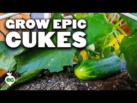 Avoid These 15 Common Cucumber‑Growing Mistakes for a Bountiful Harvest