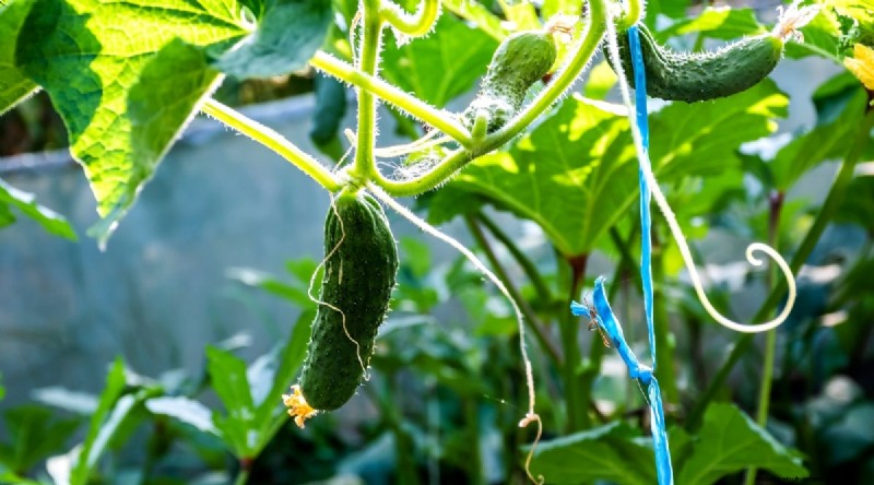Avoid These 15 Common Cucumber‑Growing Mistakes for a Bountiful Harvest
