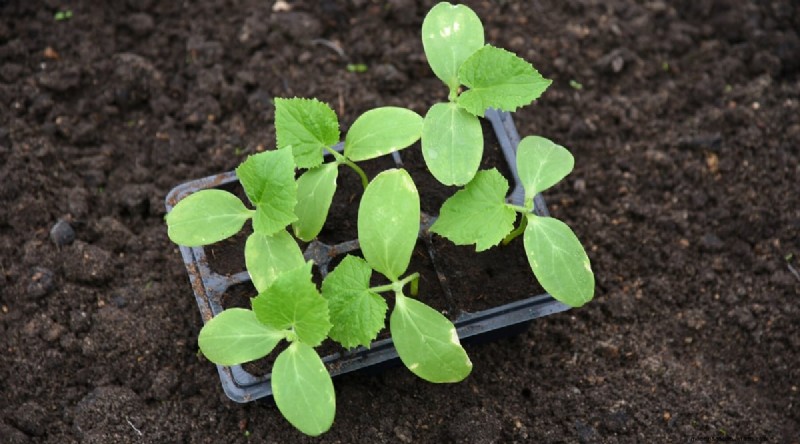 Avoid These 15 Common Cucumber‑Growing Mistakes for a Bountiful Harvest