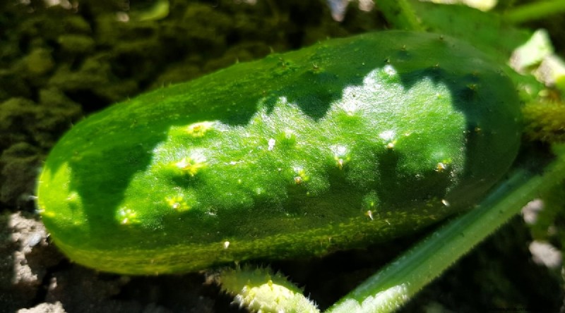 Avoid These 15 Common Cucumber‑Growing Mistakes for a Bountiful Harvest