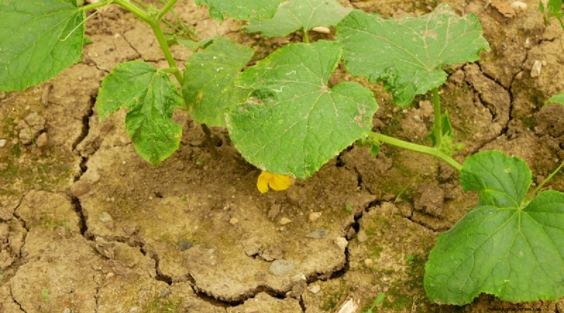 Avoid These 15 Common Cucumber‑Growing Mistakes for a Bountiful Harvest