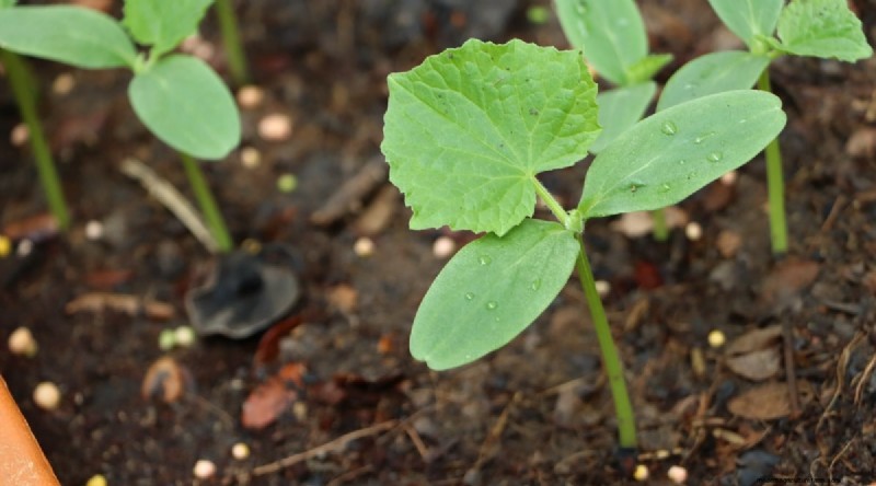Avoid These 15 Common Cucumber‑Growing Mistakes for a Bountiful Harvest
