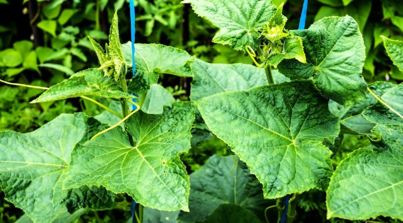 Avoid These 15 Common Cucumber‑Growing Mistakes for a Bountiful Harvest