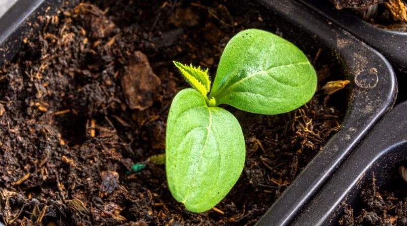 Avoid These 15 Common Cucumber‑Growing Mistakes for a Bountiful Harvest