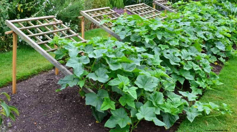 Avoid These 15 Common Cucumber‑Growing Mistakes for a Bountiful Harvest