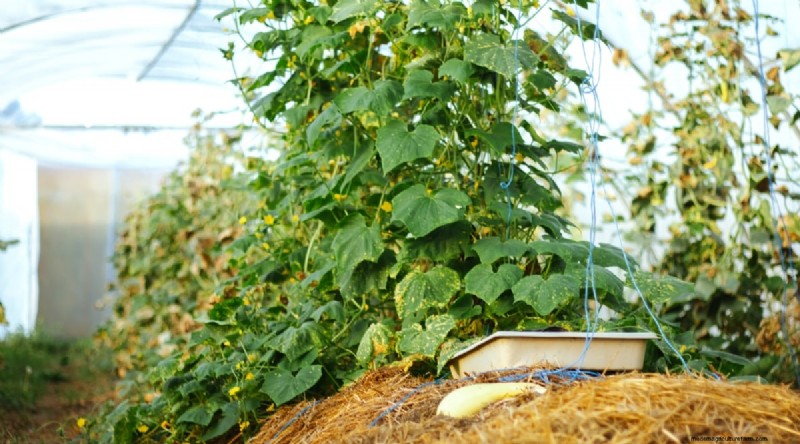 Avoid These 15 Common Cucumber‑Growing Mistakes for a Bountiful Harvest