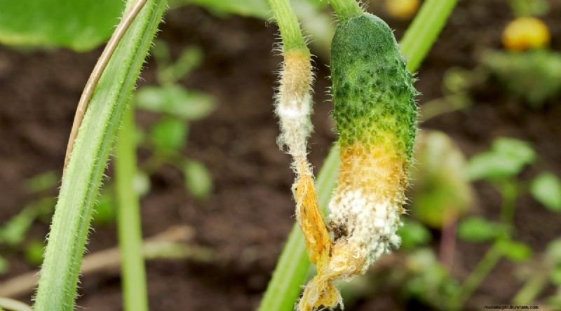 Avoid These 15 Common Cucumber‑Growing Mistakes for a Bountiful Harvest