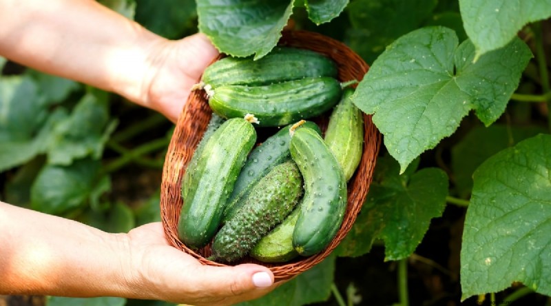 Avoid These 15 Common Cucumber‑Growing Mistakes for a Bountiful Harvest