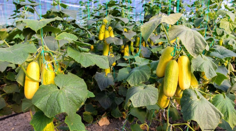 Avoid These 15 Common Cucumber‑Growing Mistakes for a Bountiful Harvest