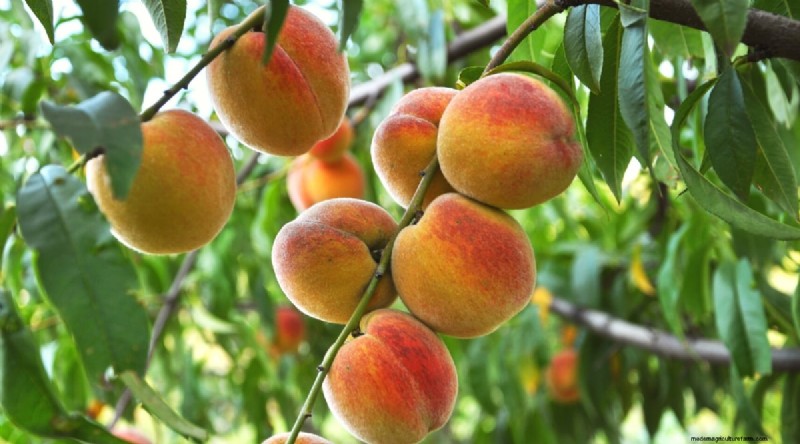 Peach Tree Growth Stages: How Quickly Do They Mature? – A Practical Guide