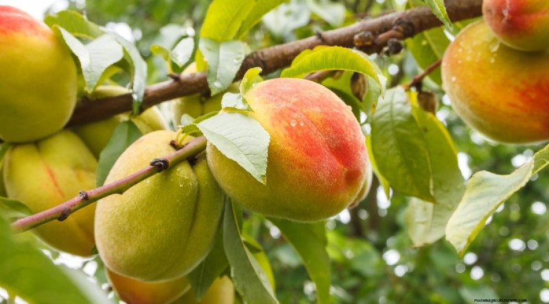 Peach Tree Growth Stages: How Quickly Do They Mature? – A Practical Guide