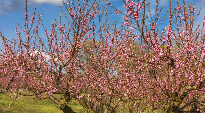 Peach Tree Growth Stages: How Quickly Do They Mature? – A Practical Guide