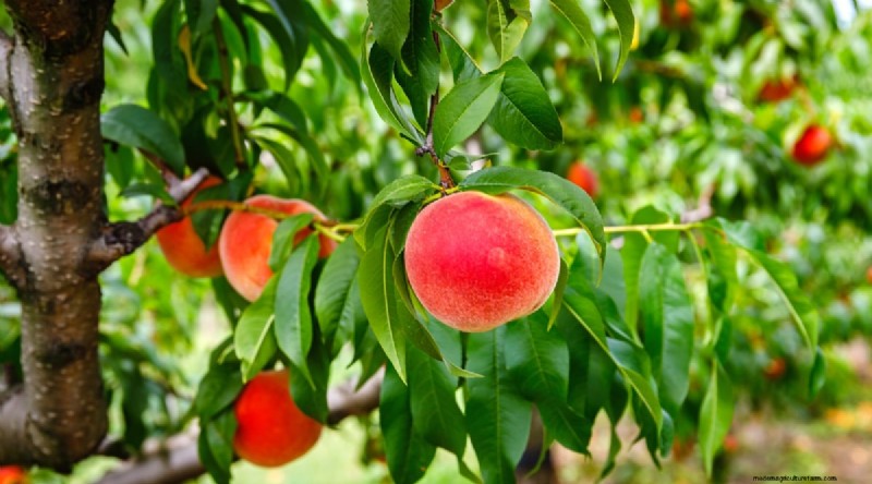 Peach Tree Growth Stages: How Quickly Do They Mature? – A Practical Guide