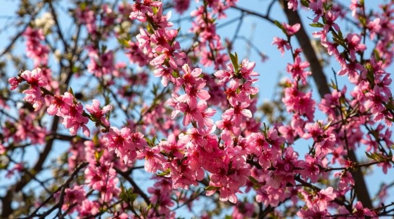 Peach Tree Growth Stages: How Quickly Do They Mature? – A Practical Guide