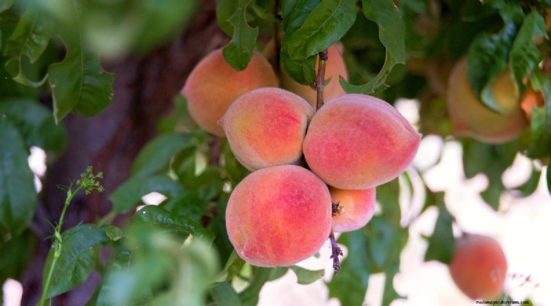 Peach Tree Growth Stages: How Quickly Do They Mature? – A Practical Guide