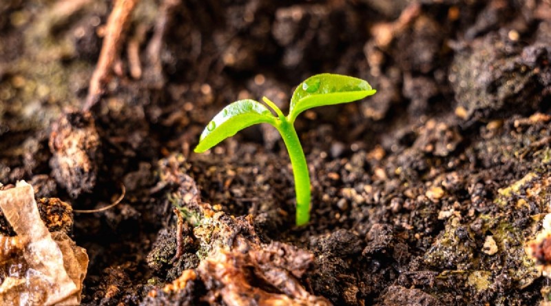 Peach Tree Growth Stages: How Quickly Do They Mature? – A Practical Guide