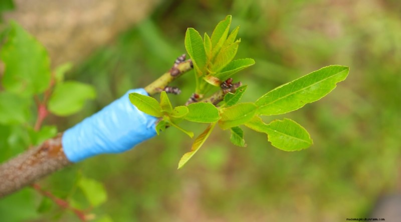 Peach Tree Growth Stages: How Quickly Do They Mature? – A Practical Guide