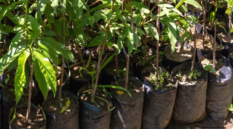 Peach Tree Growth Stages: How Quickly Do They Mature? – A Practical Guide